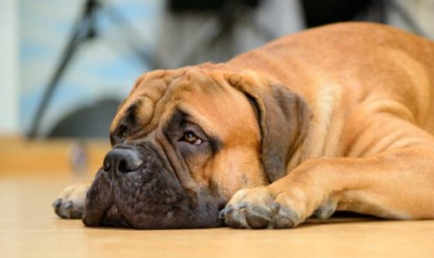 Синдром кушинга у собак - причины, симптомы и лечение